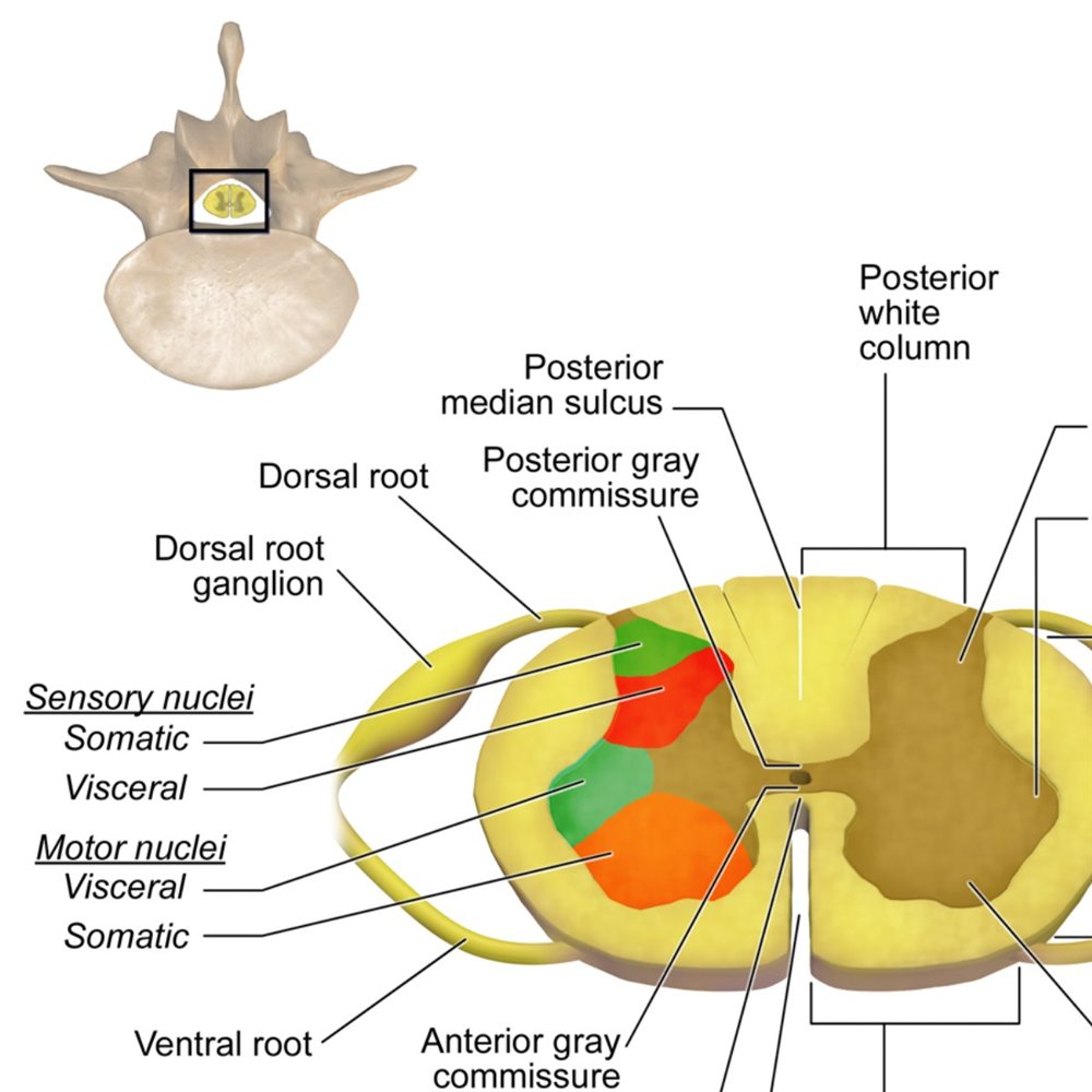 Medical illustration of spinal cord nerve pathways used in neuromodulation